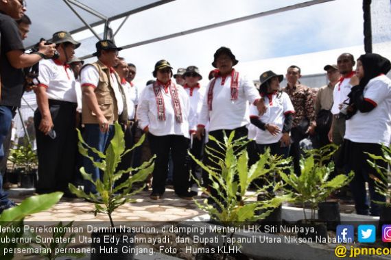 Macadamia, Tanaman Rehabilitasi Hutan Penuh Manfaat - JPNN.COM