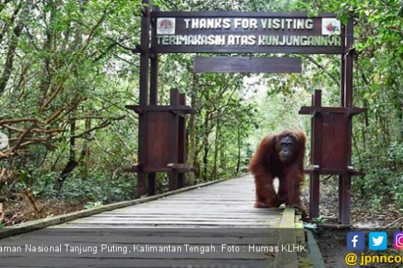 Taman Nasional Tanjung Puting, Dorong Pembangunan Wilayah - JPNN.COM