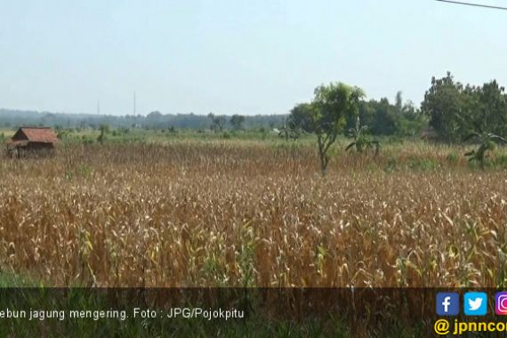 Waduk Sumber Air Mengering, Puluhan Kebun Jagung - JPNN.COM