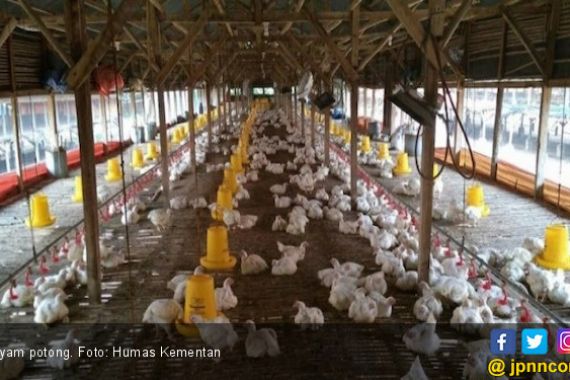 Lewat Cara ini, Kementan Terus Tingkatkan Produksi Ayam Potong - JPNN.COM