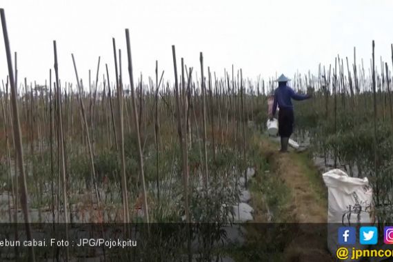 Kebun Cabai Diserang Virus, Petani Rugi Besar - JPNN.COM