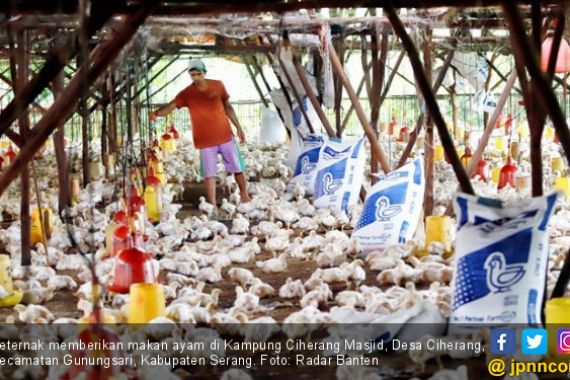 Harga Jual Anjlok, Peternak Ayam di Banten Gulung Tikar - JPNN.COM