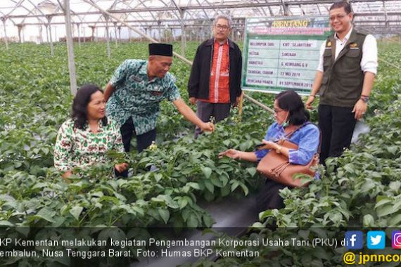 Pengembangan Korporasi Usaha Tani BKP Kementan Bangkitkan Semangat Petani Sembalun - JPNN.COM