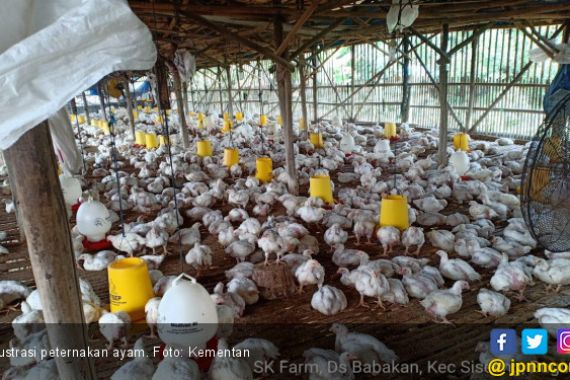 Kementan Dorong Bantuan Ayam Bekerja Pada Rakyat Miskin di Nganjuk - JPNN.COM