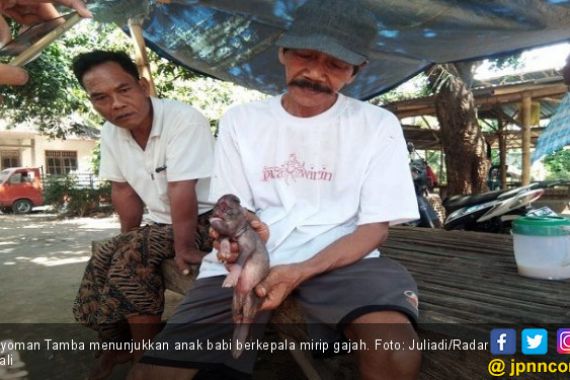 Anak Babi Berkepala Gajah Bikin Heboh Warga Buleleng - JPNN.COM