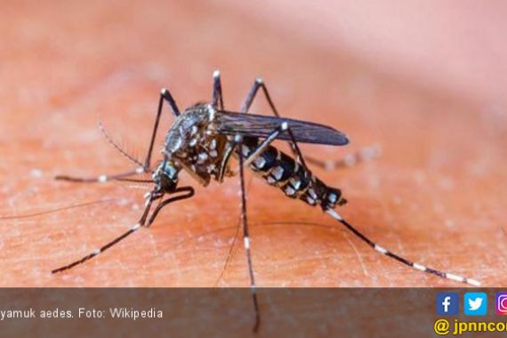 Ratusan Warga Pamijahan Bogor Terserang Chikungunya - JPNN.COM