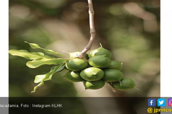 Infografis : Inilah Manfaat Tanaman Macadamia - JPNN.COM