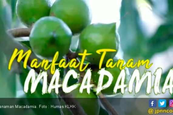 Infografis : Macadamia, Si Ajaib untuk Rehabilitasi Hutan - JPNN.COM