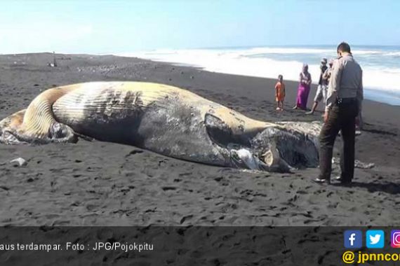 Ikan Paus Terdampar Lagi di Pantai, Kondisinya Sungguh Mengenaskan - JPNN.COM