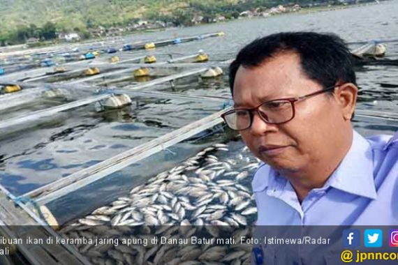Akibat Semburan Belerang dari Danau, Ribuan Ikan Mati - JPNN.COM