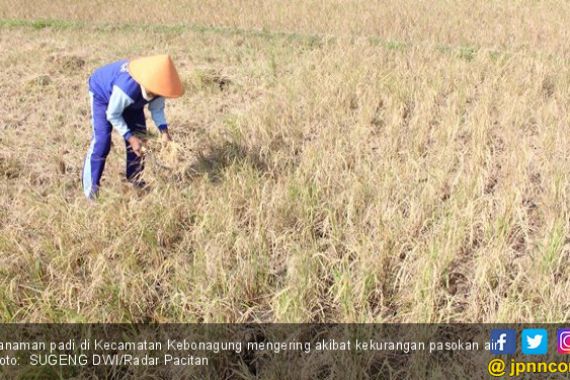 Bikin Sedih, Hamparan Padi Terancam Puso akibat Kekeringan - JPNN.COM