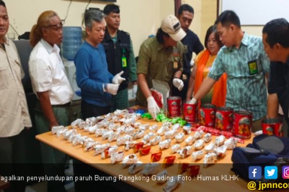 KLHK Gagalkan Penyelundupan 72 Paruh Burung Rangkong ke Hongkong - JPNN.COM