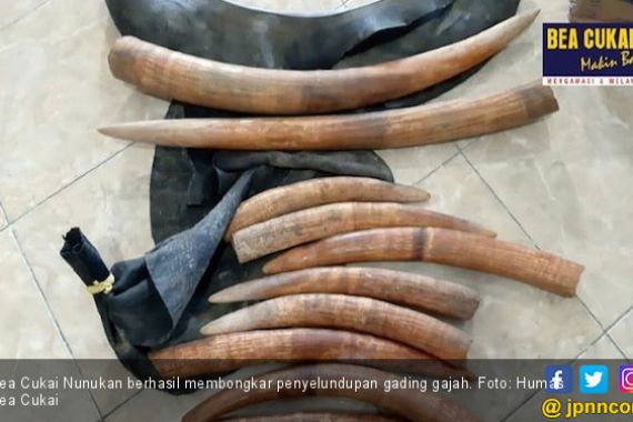 Bea Cukai Nunukan Bongkar Penyelundupan Gading Gajah - JPNN.COM