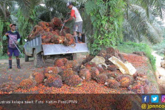 PTPN V Perkuat Produktivitas Petani Sawit untuk Mendukung Program Green Fuel - JPNN.COM