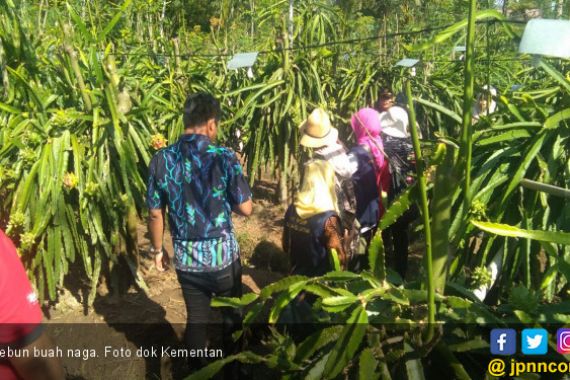 Hasil Verifikasi Memuaskan, Buah Naga Siap Melenggang Ke Negeri Tirai Bambu - JPNN.COM