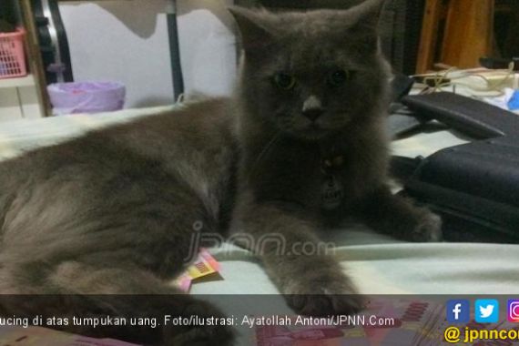 Kecaman Garda Satwa untuk Pemakan Kucing Hidup - JPNN.COM