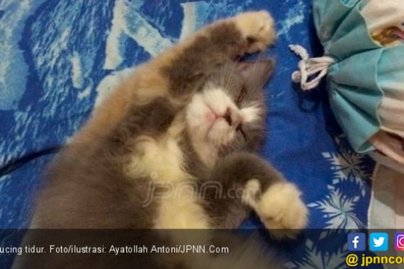 Ayo Mengaku, Siapa Pria Viral Karena Makan Kucing Hidup-Hidup di Kemayoran? - JPNN.COM