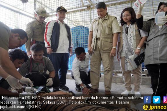 Usai Proses Penyelematan, Sepasang Harimau Sumatra Segera Dikirim ke Habitat Aslinya - JPNN.COM