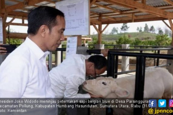 Kelakar Pak Jokowi soal Sapi Kementan Senang Diternakkan di Desa Parsingguran - JPNN.COM