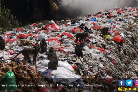 Ratusan Monyet Serbu Pasar Ciampea Baru Bogor - JPNN.COM