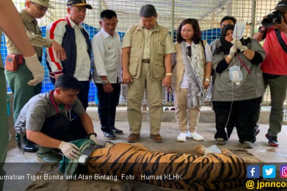 Returning Sumatran Tiger Bonita and Atan Bintang to Their Habitat - JPNN.COM