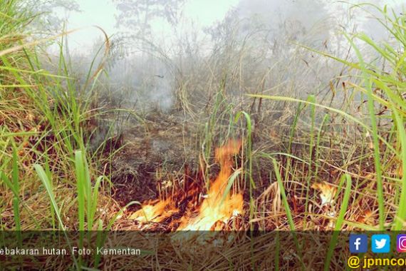 335 Hektare Hutan Terbakar, Satu Orang Meninggal Dunia - JPNN.COM