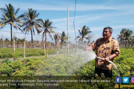 Bertanam Cabai di Lahan Berpasir, Karunia Tuhan Tiada Henti - JPNN.COM