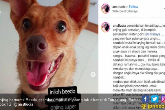 Anjing Mati Ditembak OTK Secara Brutal, Polisi Turun Tangan - JPNN.COM