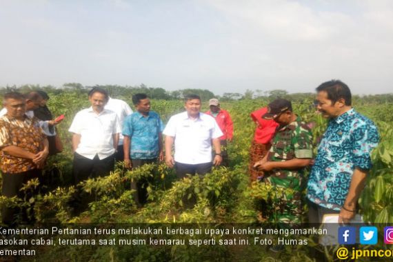 Siasat Ditjen Hortikultura Kementan Pacu Pengembangan Varietas Cabai Unggul - JPNN.COM