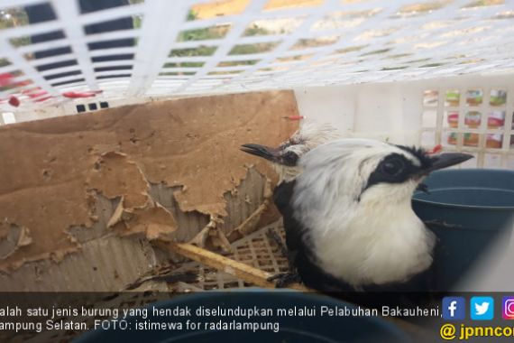 Balai Karantina Bardarlampung Gagalkan Penyeludupan Ribuan Ekor Burung - JPNN.COM