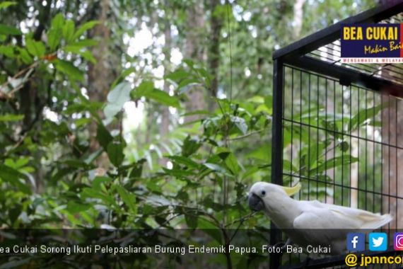 Bea Cukai Sorong Ikut Jaga Kelestarian Burung Endemik Papua - JPNN.COM