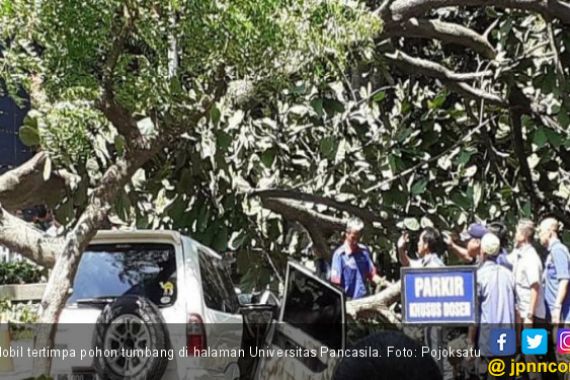 Mobil Tertimpa Pohon Tumbang, Istri Meninggal Dunia, Suami Luka-Luka - JPNN.COM