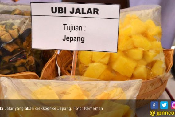 Petani Harus Menanam Bibit Unggul Ubi Jalar agar Bisa Tembus Pasar Ekspor - JPNN.COM