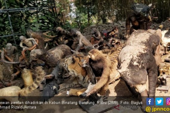 BBKSDA Jabar Musnahkan 263 Ekor Hewan yang Diawetkan Kebun Binatang Bandung - JPNN.COM