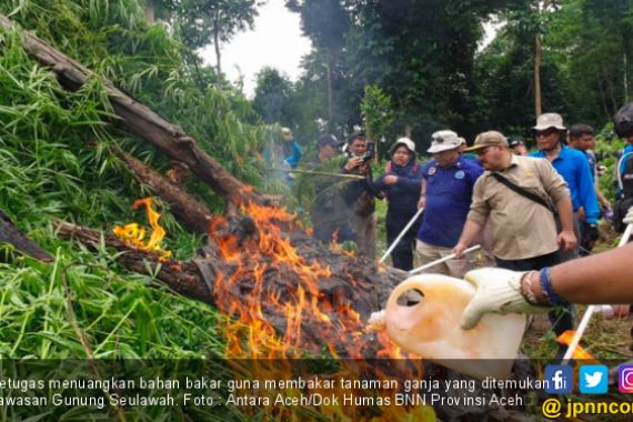 40 Ribu Batang Pohon Ganja Tak Bertuan itu Dibakar di Gunung Seulawah - JPNN.COM