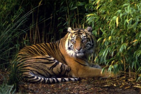 Beredar Kabar Ada 3 Harimau Berkeliaran di Kampung Bekalar - JPNN.COM