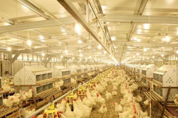 Malaysia Larang Ekspor Ayam, Hukuman Mengerikan Bagi yang Nekat - JPNN.COM