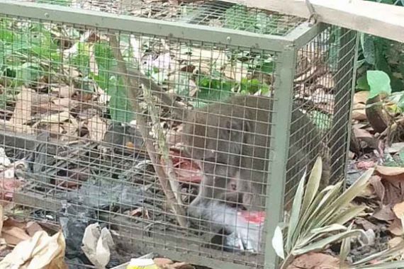 Monyet yang Menyerang Bocah di Bogor Masuk Jebakan - JPNN.COM
