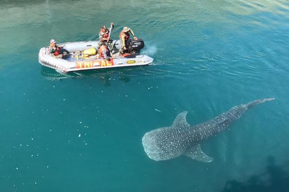 Personel Lanal Banyuwangi Berhasil Bebaskan Hiu Macan Dari Kolam Inlet PLTU Paiton - JPNN.COM