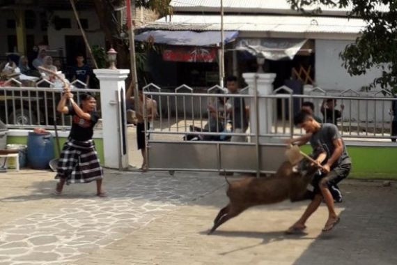 Lihat, Pemuda Duel Melawan Babi Hutan di Halaman Masjid, Terkapar - JPNN.COM