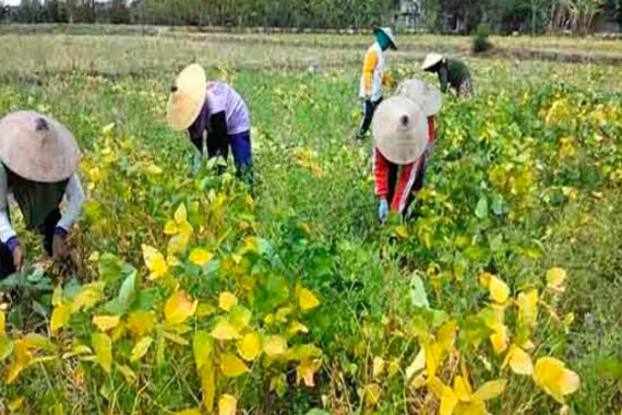 Hari Tani Nasional: Petani Kedelai Sedang Resah karena Harga Anjlok - JPNN.COM