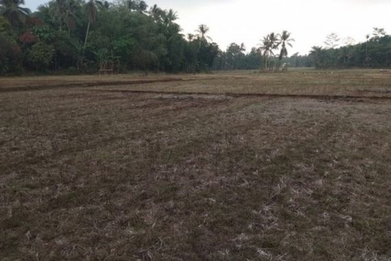 Dinas Pertanian Lebak: 454 Hektare Lahan Persawahan Gagal Panen - JPNN.COM