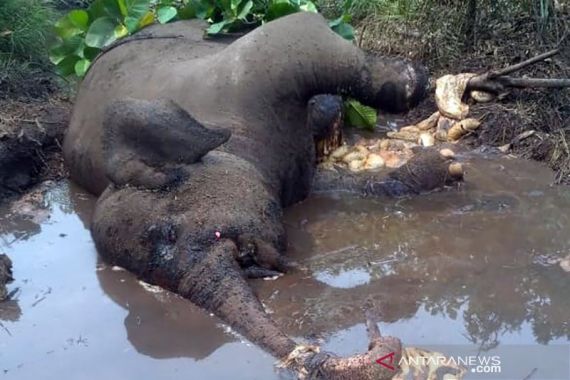 Gajah Sumatera Ditemukan Mati, Kaki Kirinya Buntung - JPNN.COM