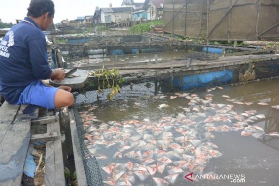 DKP3 Ungkap Penyebab Kematian Puluhan Ton Ikan di Sungai Martapura - JPNN.COM