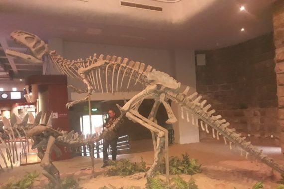 Jejak Kaki Dinosaurus Berusia 100 Juta Tahun Ditemukan di Tiongkok - JPNN.COM