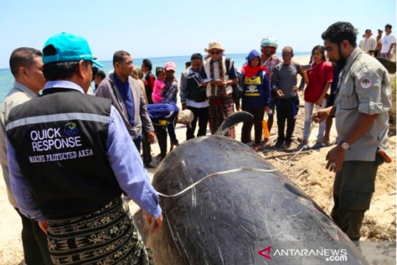 Tujuh Ikan Paus Terdampar di Pulau Sabu, Kondisinya Mengenaskan - JPNN.COM