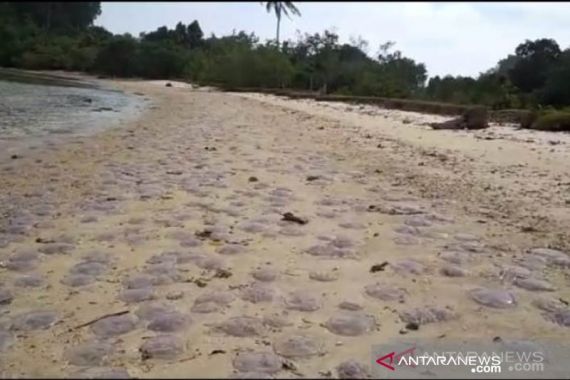 Ubur-Ubur Terdampar di Pantai - JPNN.COM