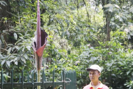 Tanaman Langka Mekar di Kebun Raya Bogor - JPNN.COM