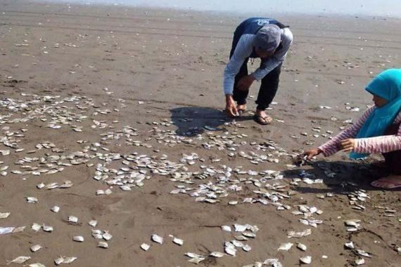Ribuan Ikan Mati di Pantai Jetis Cilacap - JPNN.COM