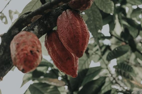 Andi Akmal Soroti Soal Produksi Kakao di Indonesia, Begini Catatannya - JPNN.COM